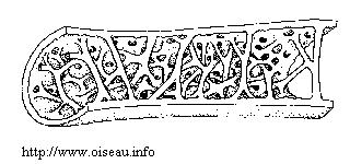 Coupe d'un Os